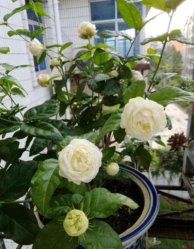 此花颜值出众，芬芳馥郁，花期长，可盆栽，养花首选