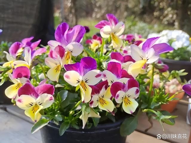 不足一平方的防盗窗，建议养上5种花，颜色鲜艳开成小花园