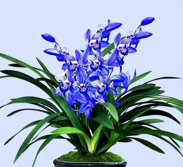 醉玲珑兰花突然火了，人称最美兰花，开花后兰香浓郁，高雅又大气