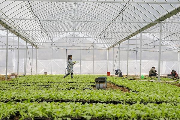 新田：大棚育苗促增收（组图）