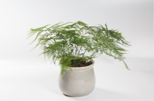 室内放什么植物可以有效净化空气？养这10种植物就足够了！
