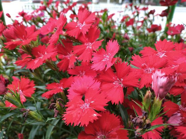 9种“吉祥花”，已沦为“便宜货”，但养了才知道，开花有多香