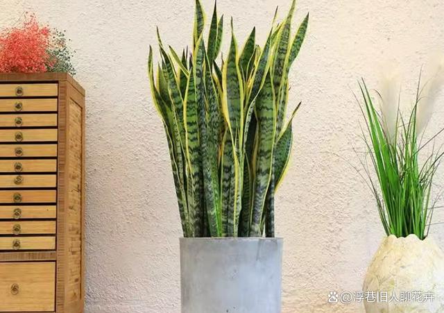 虎皮兰进入生长旺季，“3不多”要牢记，植株长势旺