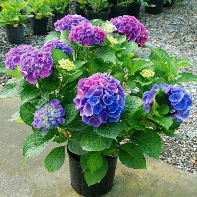 五一后，5种花要“富养”，“吃饱喝足”才能猛开花