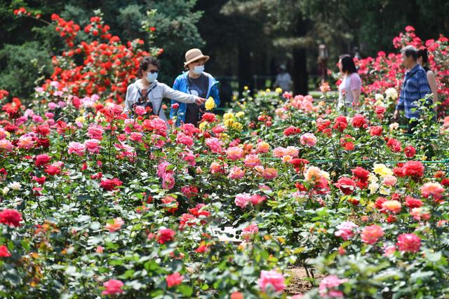 满城芬芳！八大展区绽放迎客，“月季项链”环绕京城