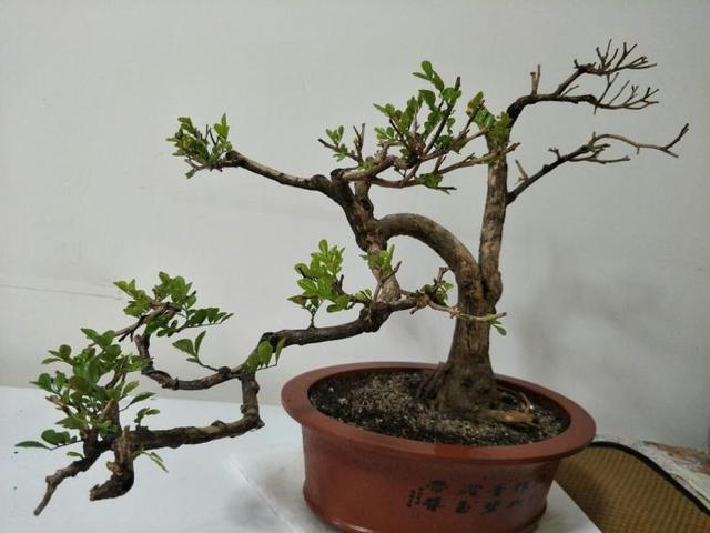 想要养好这类花卉，需要掌握正确的养花技巧，省时又省力