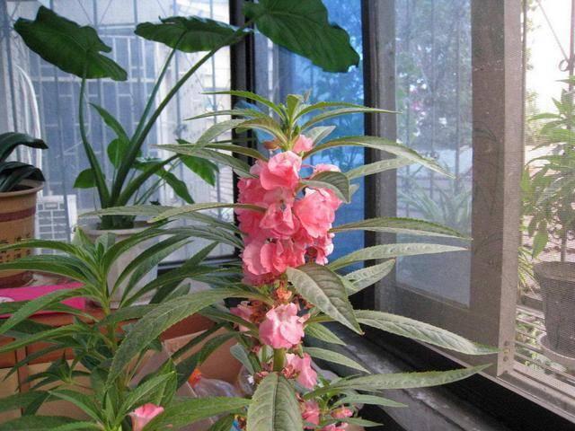 6种带“毒”的花，家里经常养，但越漂亮毒性越大，得小心点