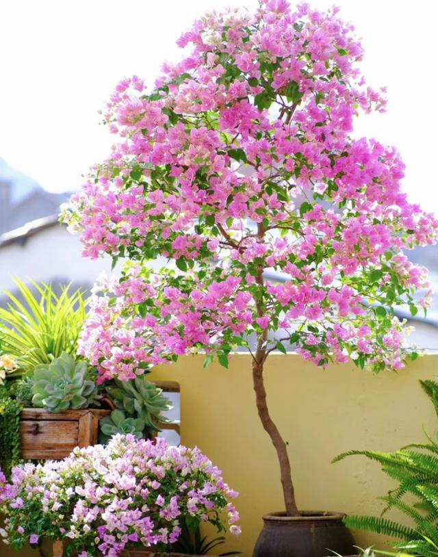 6种花“娇滴滴”，秋天赶紧搬屋里，天一冷就冻死！