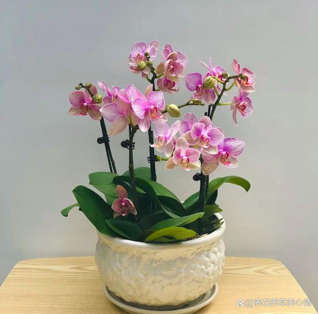 养花8年，发现4种花，真是“买花一时爽，七天花火葬场”