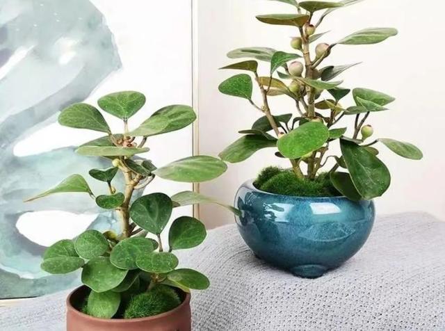 最有“佛缘”的植物，栽种在家中有着极好的兆头，更能修身养性