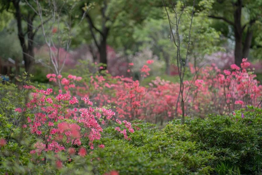 2023上海（国际）花展·滨江杜鹃花展盛装亮相