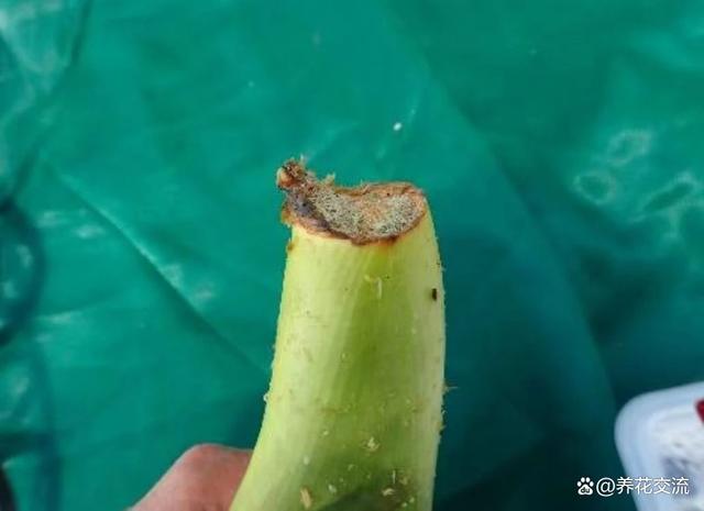 水苔养花的5大作用，可以大大提高养花技巧，赶紧学起来
