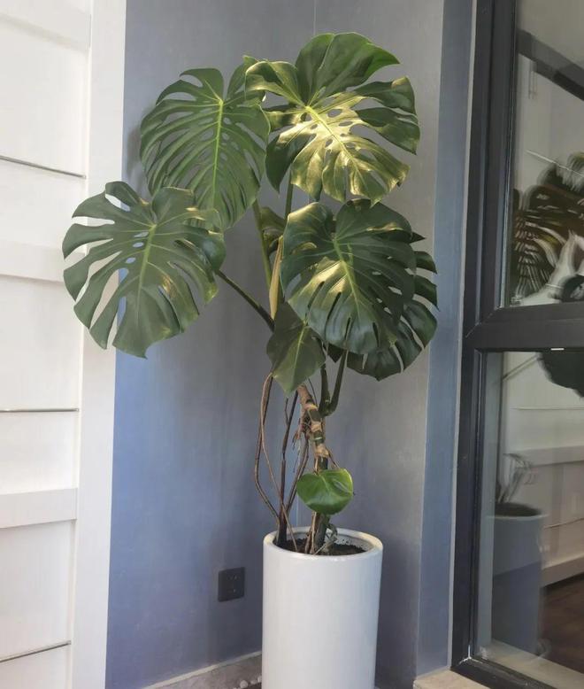 5种“喜水花”，一天一瓢水，立马绿油油，偷懒“死的快”