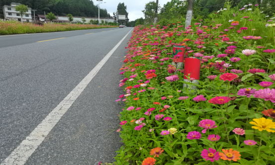 桂东县公路建设养护中心：路域提质见成效 公路绿化换新颜