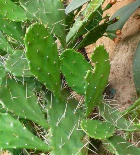 多肉植物——在古代中国