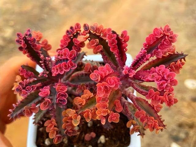 6种“入侵花”，别养院子里，种子太凶猛，一旦泛滥，除之不尽