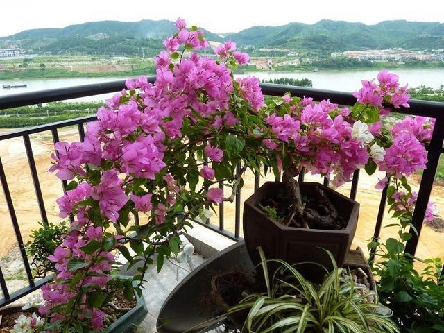 6种花，夏天别乱浇水，浇水不控制，度夏成“麻烦”
