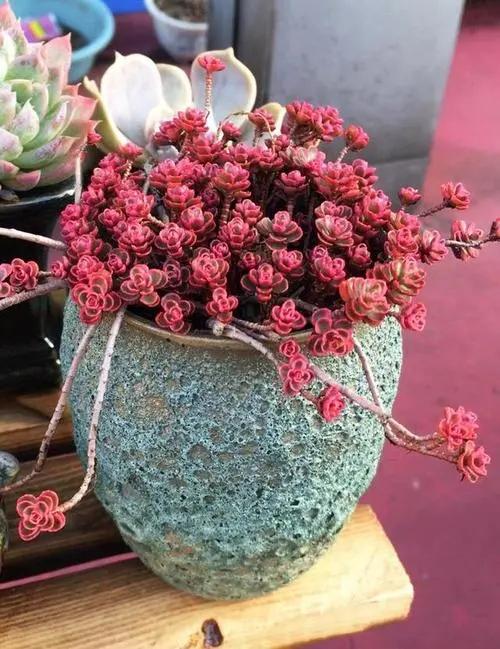俗话说“养花用小盆，根壮花满盆”，10种花，用小盆，更好养