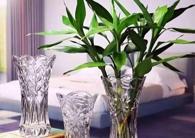 8种需要夏天“停水”的花，再浇水，可能会要了它们的命