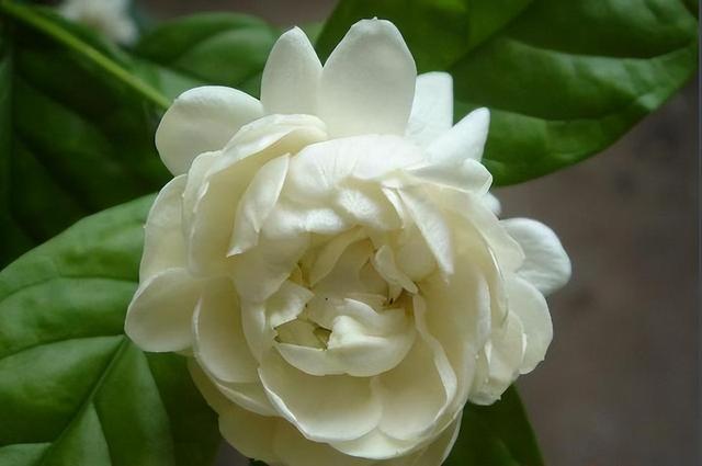 虎头茉莉——优秀的阳台盆栽花，花大芬芳颜值高，皎洁如月光