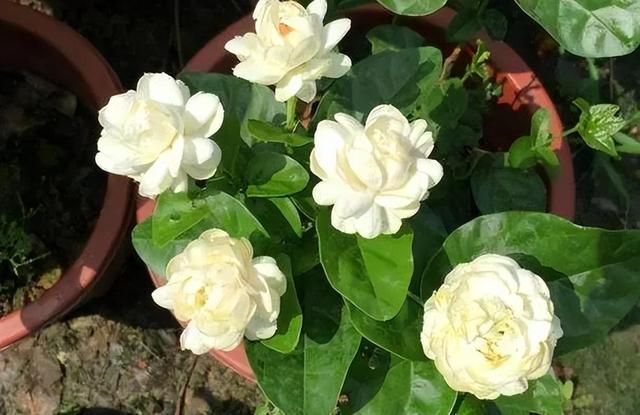 虎头茉莉，优秀的盆栽茉莉品种，花大美丽，芬芳好养，适合新手