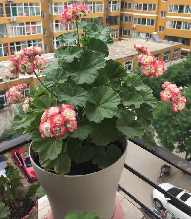 气温超过30度，给天竺葵来“剪三刀”，平平安安过夏天