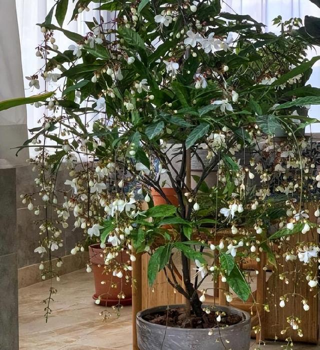 精品绿植——垂丝茉莉