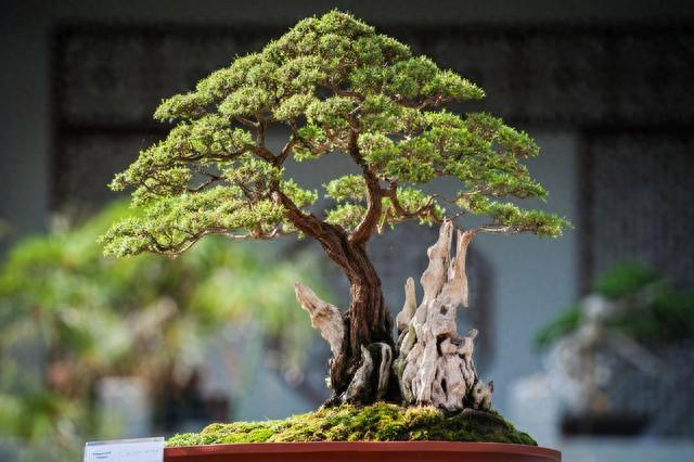 盆景“四大家，七贤，十八学士”，你都知道吗？