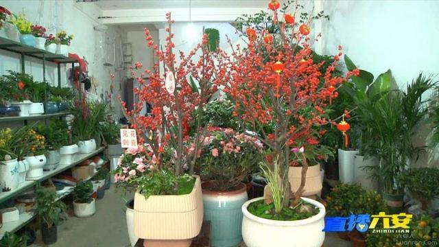 六安花卉市场迎旺季，鲜花绿植正走俏！