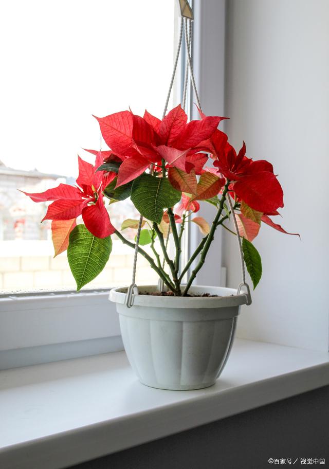 冬天什么植物开花