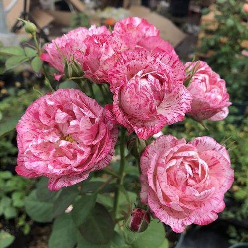 秋季养这5种花，再不舍也要“剪光花苞”，不剪掉明年无花可赏