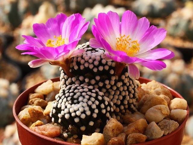 “多光照、多通风、少浇水”，懒养的6种花，满足这3条才能长势旺