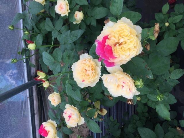 6种“娇贵花”，买之前要做好预算，不过再贵，入手一盆也不亏