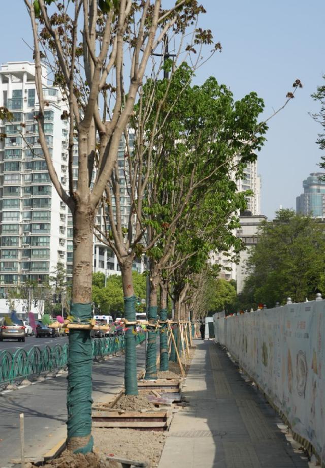 一起来探班！武宁南路沿线绿化恢复工程亮点→