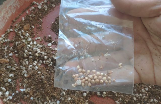 夏季高温天，8种花会“假死”，别被“表象”骗了，扔了就亏大了