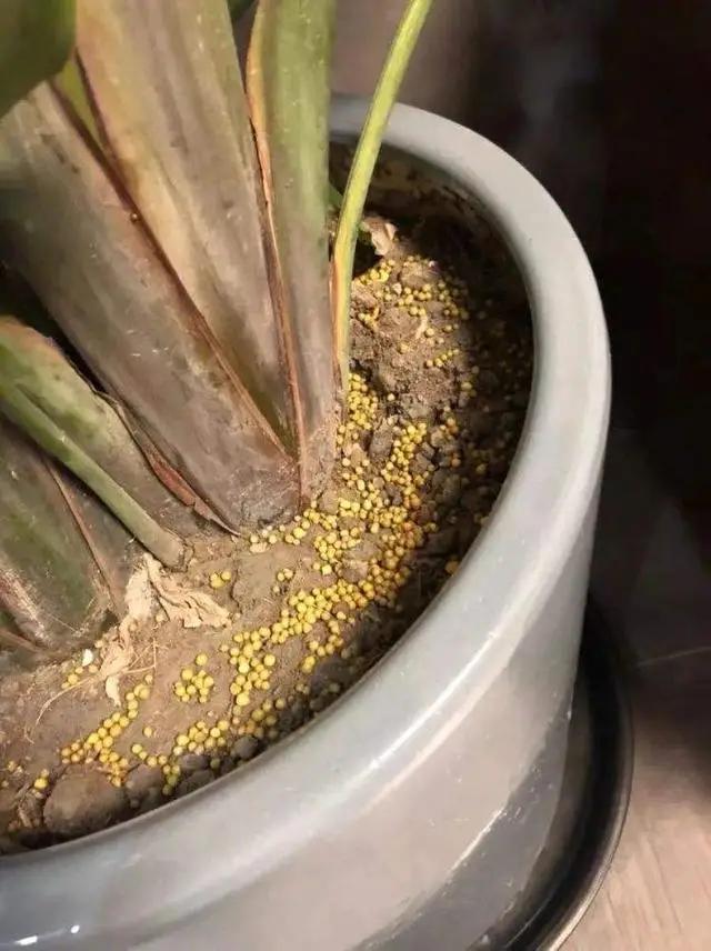 浇花时，巧用“3种水”，枝叶油光发亮，花朵鲜艳更旺盛