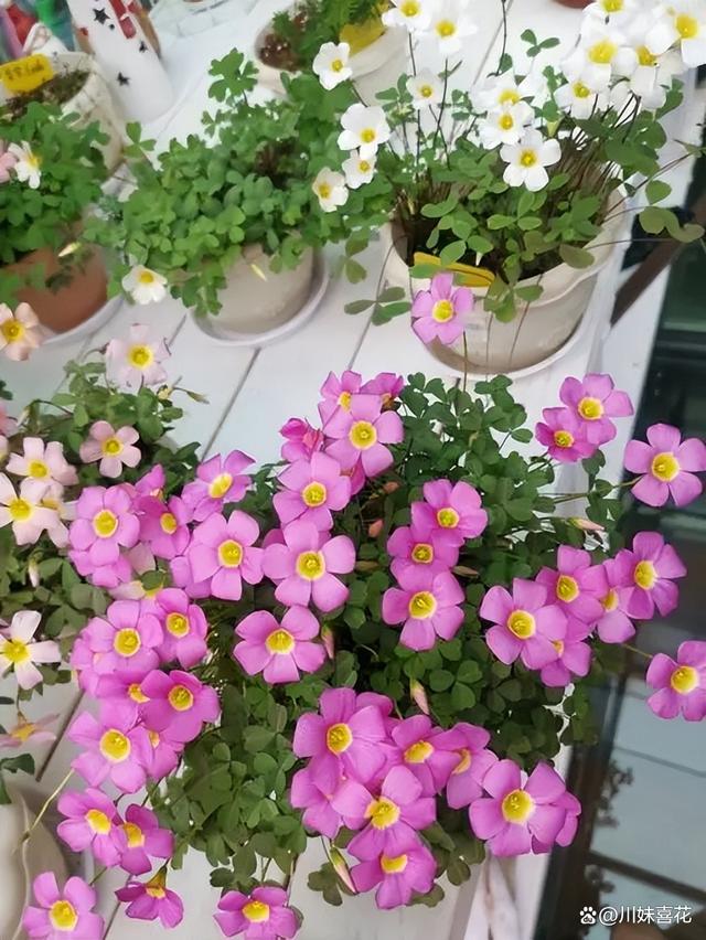分享6种适合新手种植的漂亮花，精致好看上档次，花开一茬接一茬