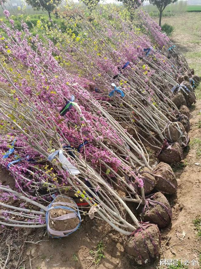 河北地区适用的60种灌木品种推荐