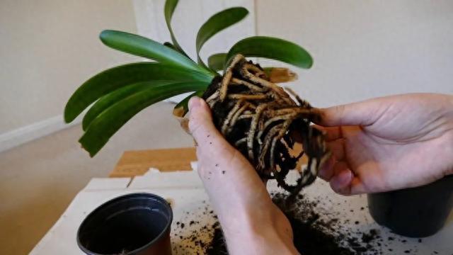 秋天养花，“5种花”抓紧换盆，长得更快更繁茂，开花多10倍