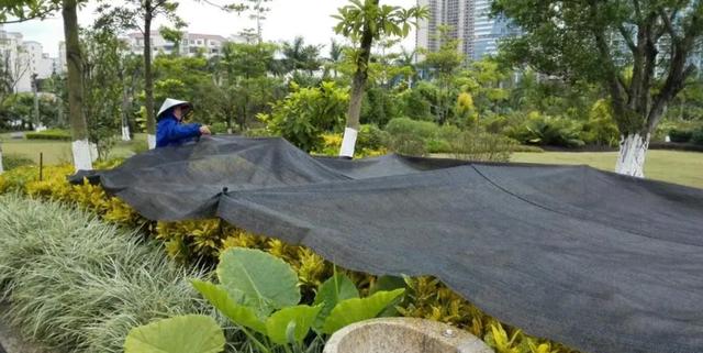 园林绿化养护主要工作 园林绿化养护主要工作