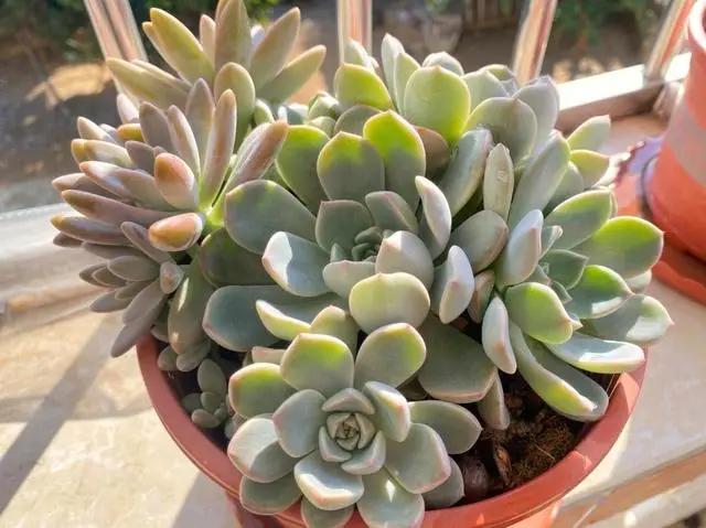 天气热，多肉怎么养？做好3步，再热也不怕，枝叶肥壮，越长越美