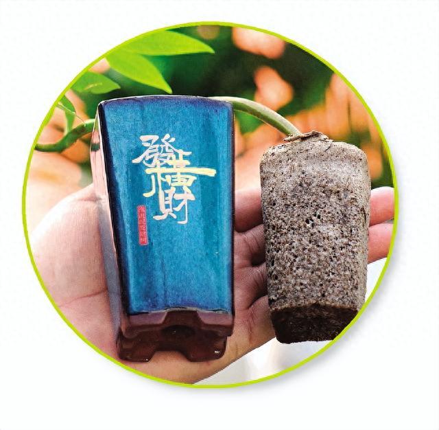 盛世花开 美丽桂林——第二届南方花卉苗木交易会暨第四届广西花卉苗木交易会见闻
