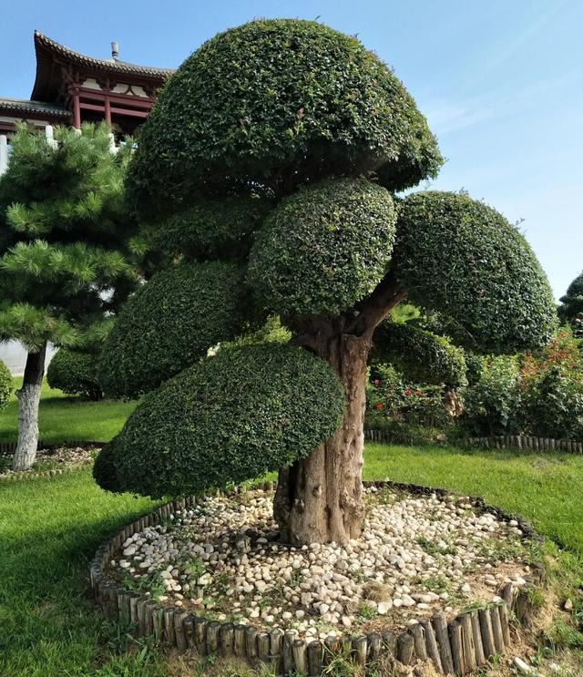 关于庭院造型树你知道哪些？