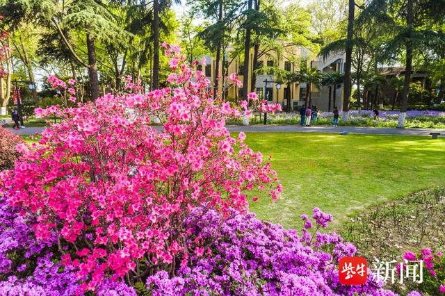 “花中西施”杜鹃、南京“土著”秤锤花都开了