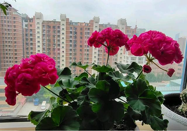 天竺葵新品种“罗莎琳达”，花美如玫瑰，又美又喜庆，耐热好养活