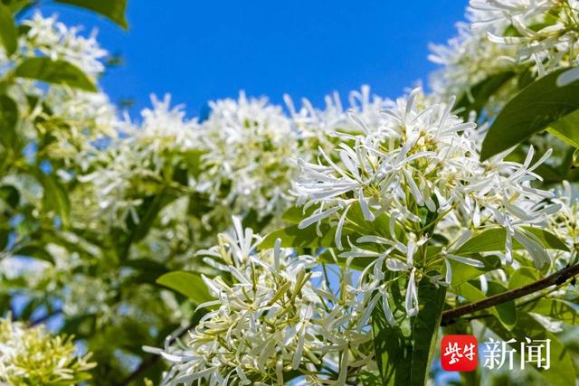 “花中西施”杜鹃、南京“土著”秤锤花都开了