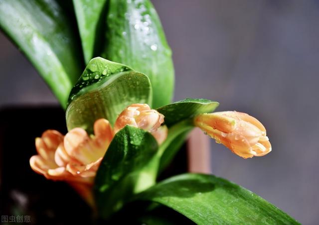 秋冬季节养君子兰，“晒”还是不晒？很多花友搞不懂，难怪不开花