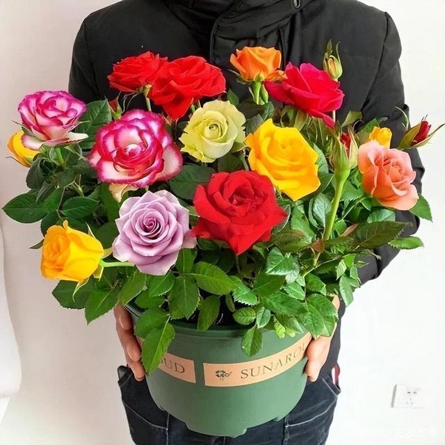 可以盆栽的玫瑰，一树10色，花色绚丽如彩虹，香味浓郁，养护简单
