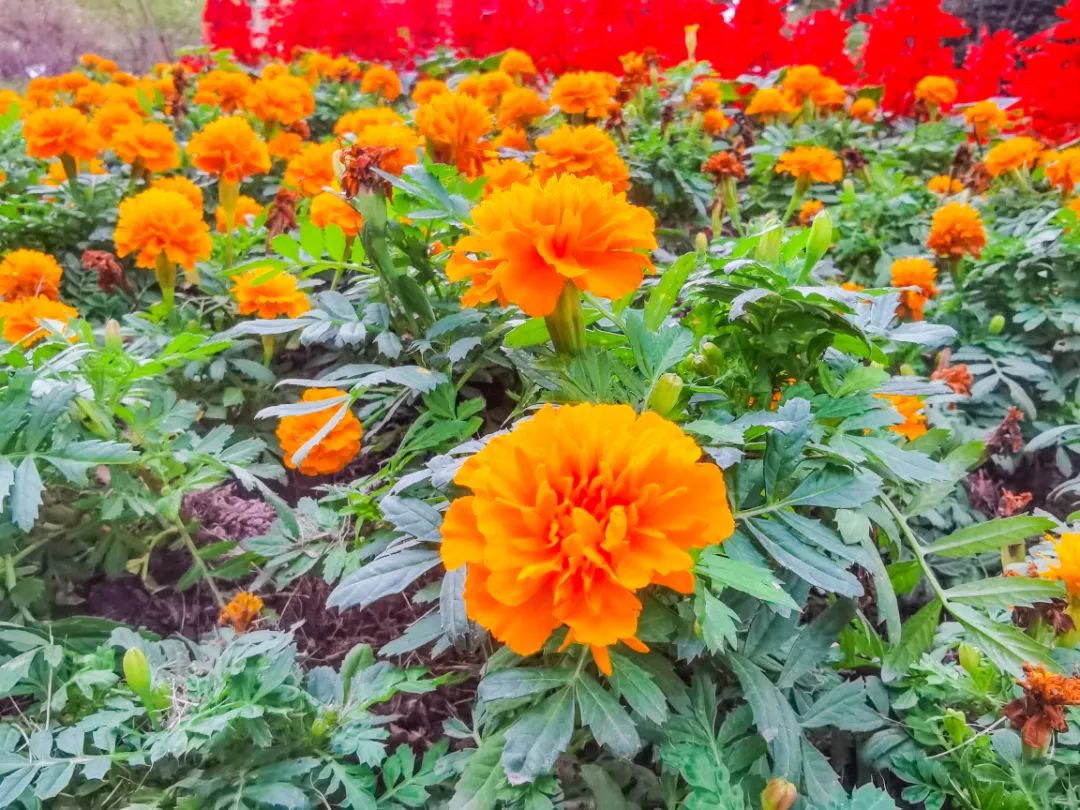 花团锦簇、赏心悦目！醉白池花卉景观“上新”