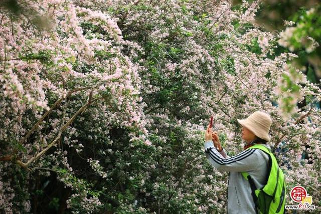 珍稀花木盛放济南花如海 娇羞清香惹人爱却不识花